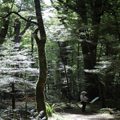 Routeburn Track Interpretive Trail