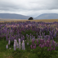 Lupines