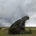 Windswept Windbreak