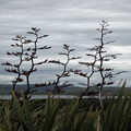 New Zealand Flax at Curio Bay