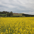 Yellow Field