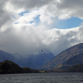 Hawk at Lake Wanaka