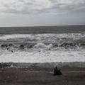 Oystercatchers