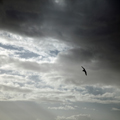 Wheeling Gull