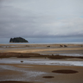 Horses on Abel Tasman Beach