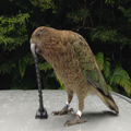 Kea, in Action (Photo: A. Hitt)