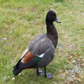 Paradise Shelduck, Male