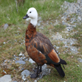 Paradise Shelduck, Female