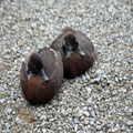 Paradise Shelducks, Juveniles