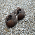 Paradise Shelducks, Napping