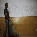 Sheep for Shearing