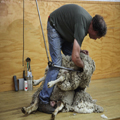 Shearing 1 — Awkward