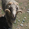 Ram of Danger
