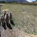 Bringing the Sheep Here