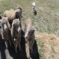 Holding the Herd