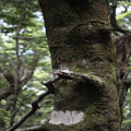 Face in the Tree