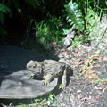 Tuatara — NOT a Lizard