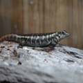 Skink