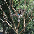Australian Bush Possum