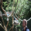 Rick, the Mostly Blind and Flightless Kererū