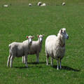 Twins with Ewe