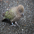 Kea, in the Wild