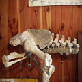 Big Bird (Moa Bones)