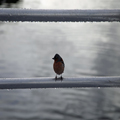 Little Bird (South Island Robin?)