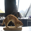 Stuffed Stoat
