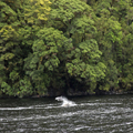 Dolphins in Doubtful Sound, 1