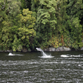 Dolphins in Doubtful Sound, 3