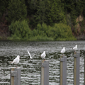 Gull Posts