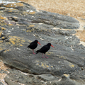 Oystercatechers