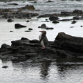 Penguin Standing