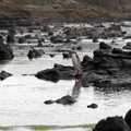 Penguin Walking