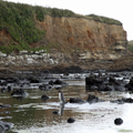 Penguin Wading