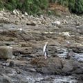 Penguin Waiting