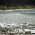 Surfing Dolphins