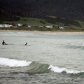 Surfers and Dolphin