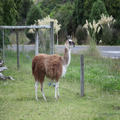 Local Llama