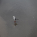 Wading Gull