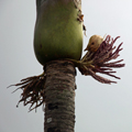 Face in the Palm Pods