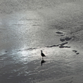 Sunset Gull