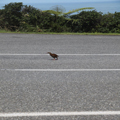 Why'd the Weka Cross the Road?