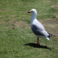 Gull in the Sun