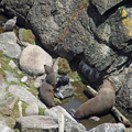 Seal Family