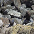 Little Seal, Big Seal
