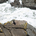 Little Seal