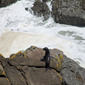 Big Seal