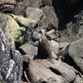 Seal on the Rocks